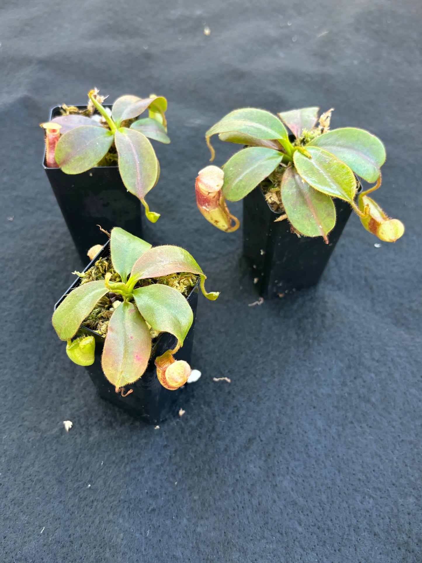 Nepenthes rajah x veitchii Seed-grown New Grex