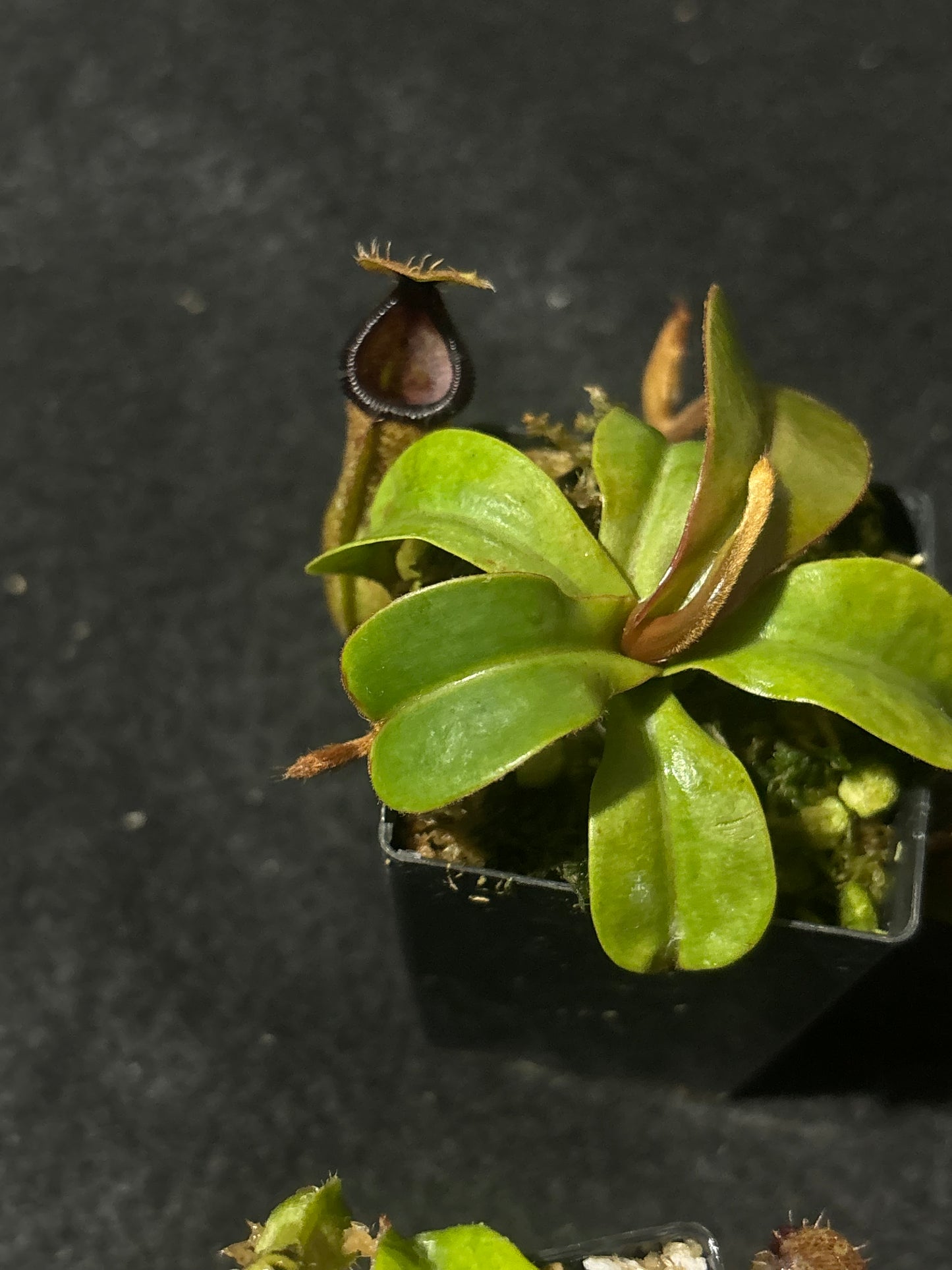 Nepenthes hamata x truncata