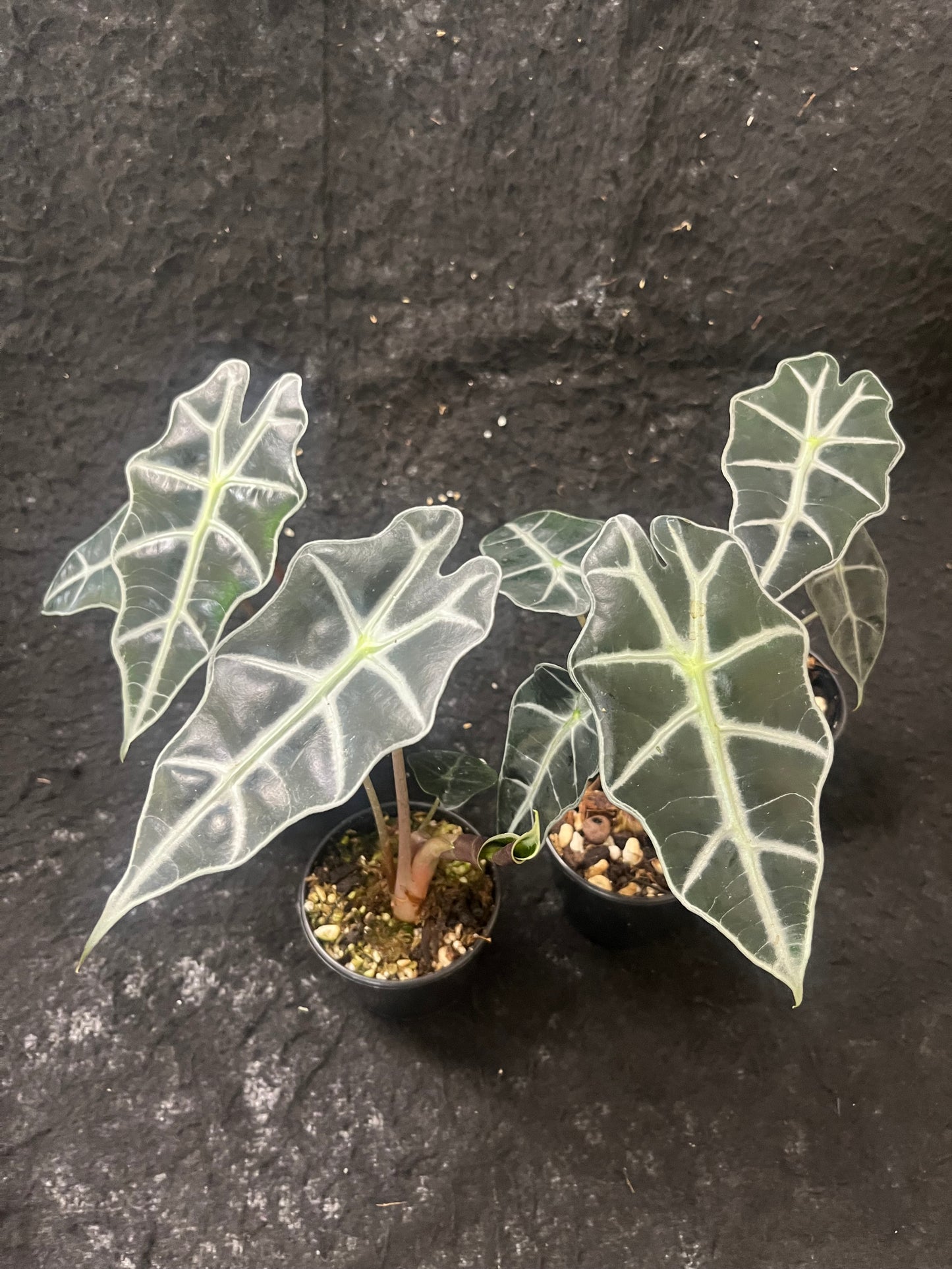 Alocasia x amazonica Dwarf