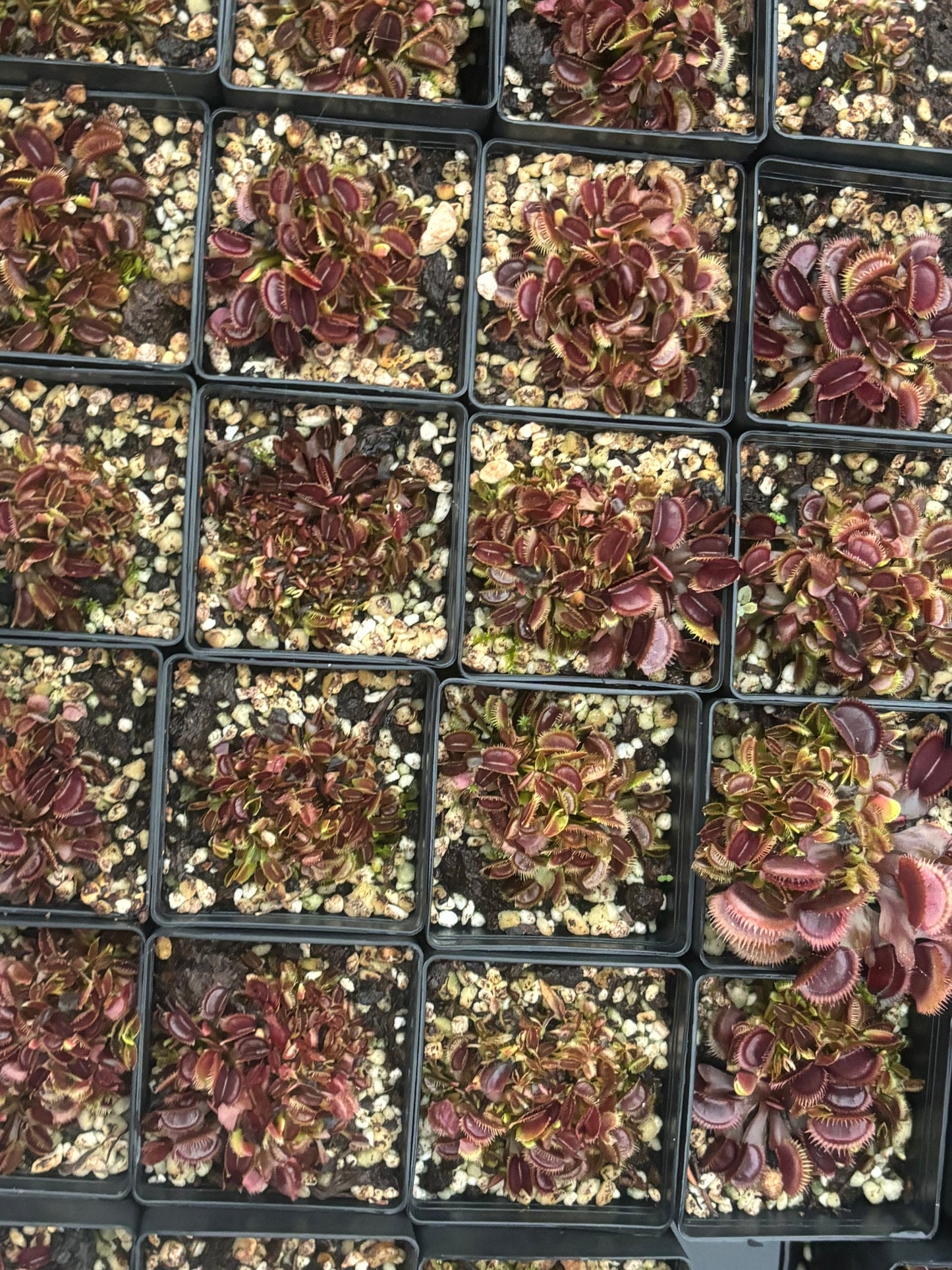 Dionaea muscipula "Amteborus"