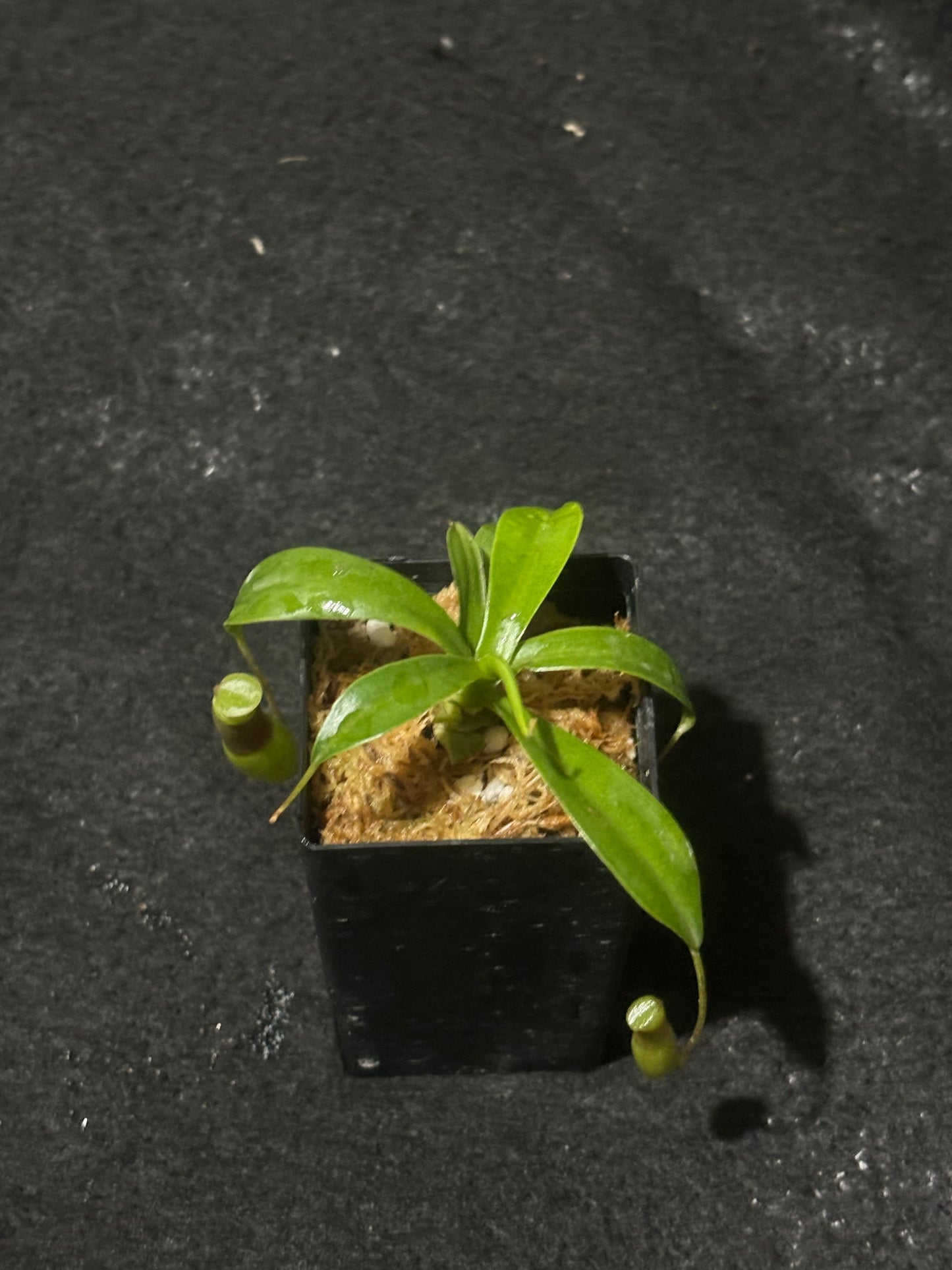 Nepenthes ventricosa Porcelain