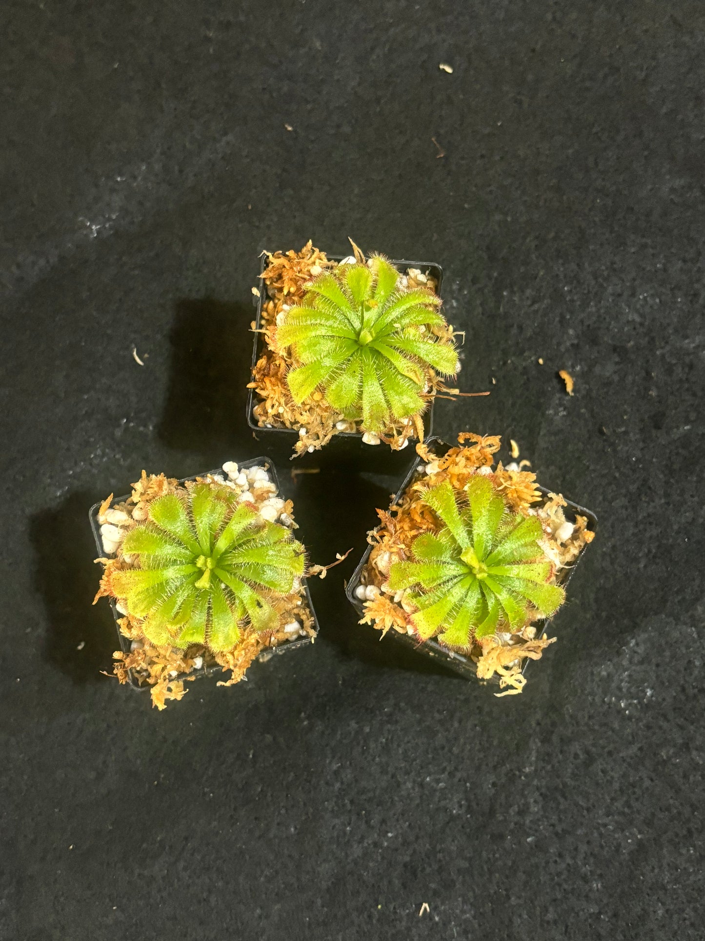 Drosera aliciae
