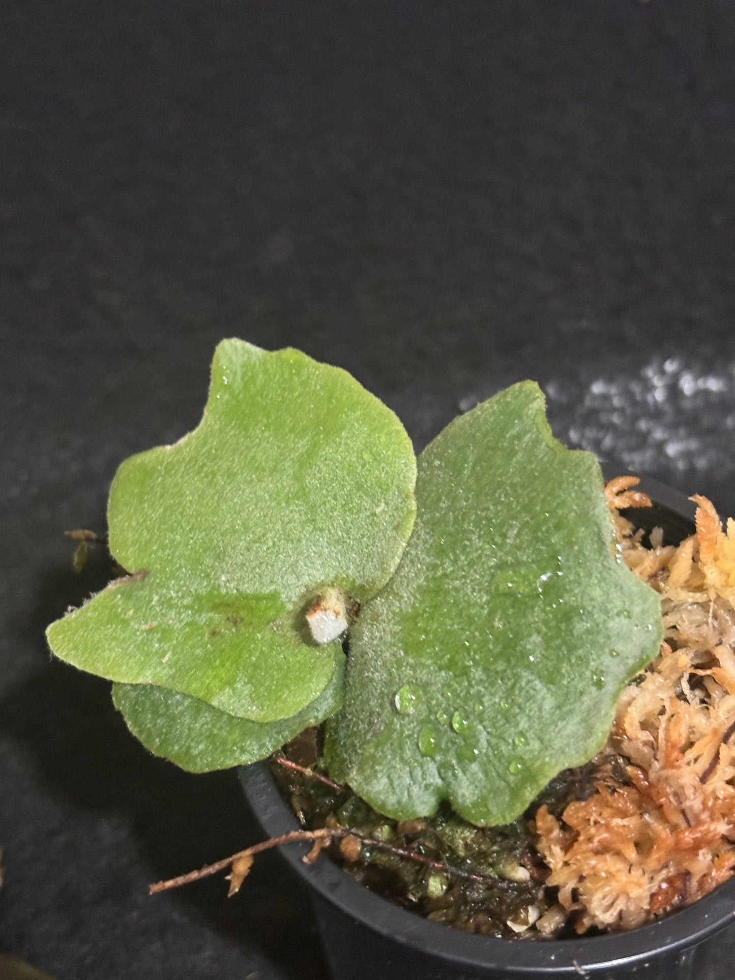 Platycerium Nano