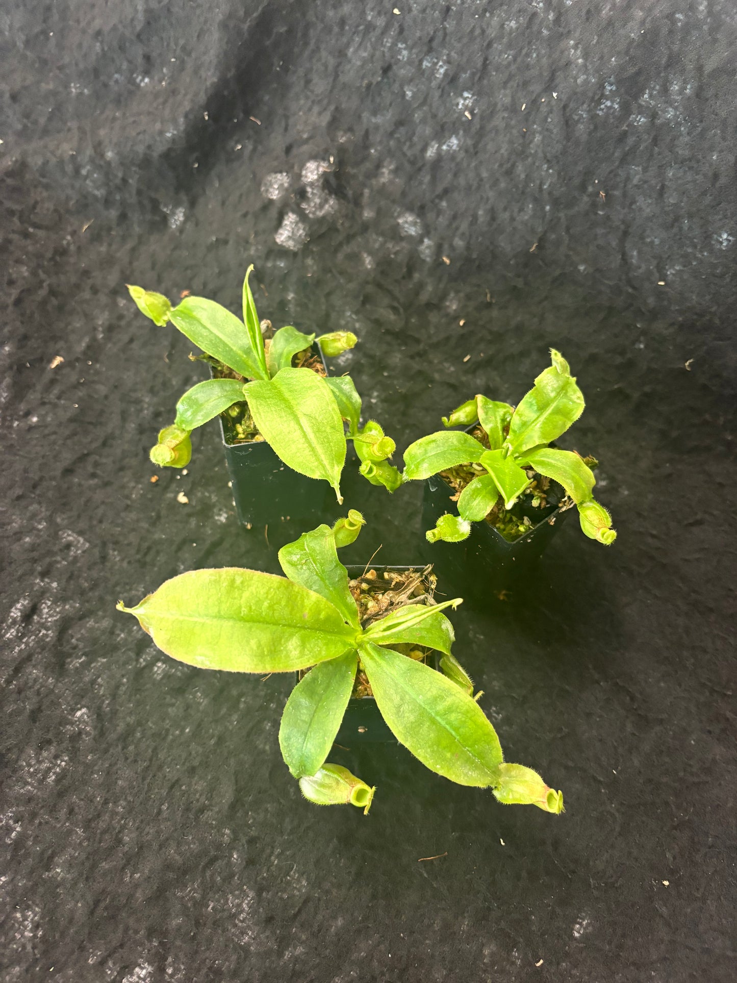 Nepenthes mirabilis winged x (mirabilis winged x ampullaria Red)