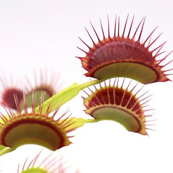 Dionaea muscipula G14