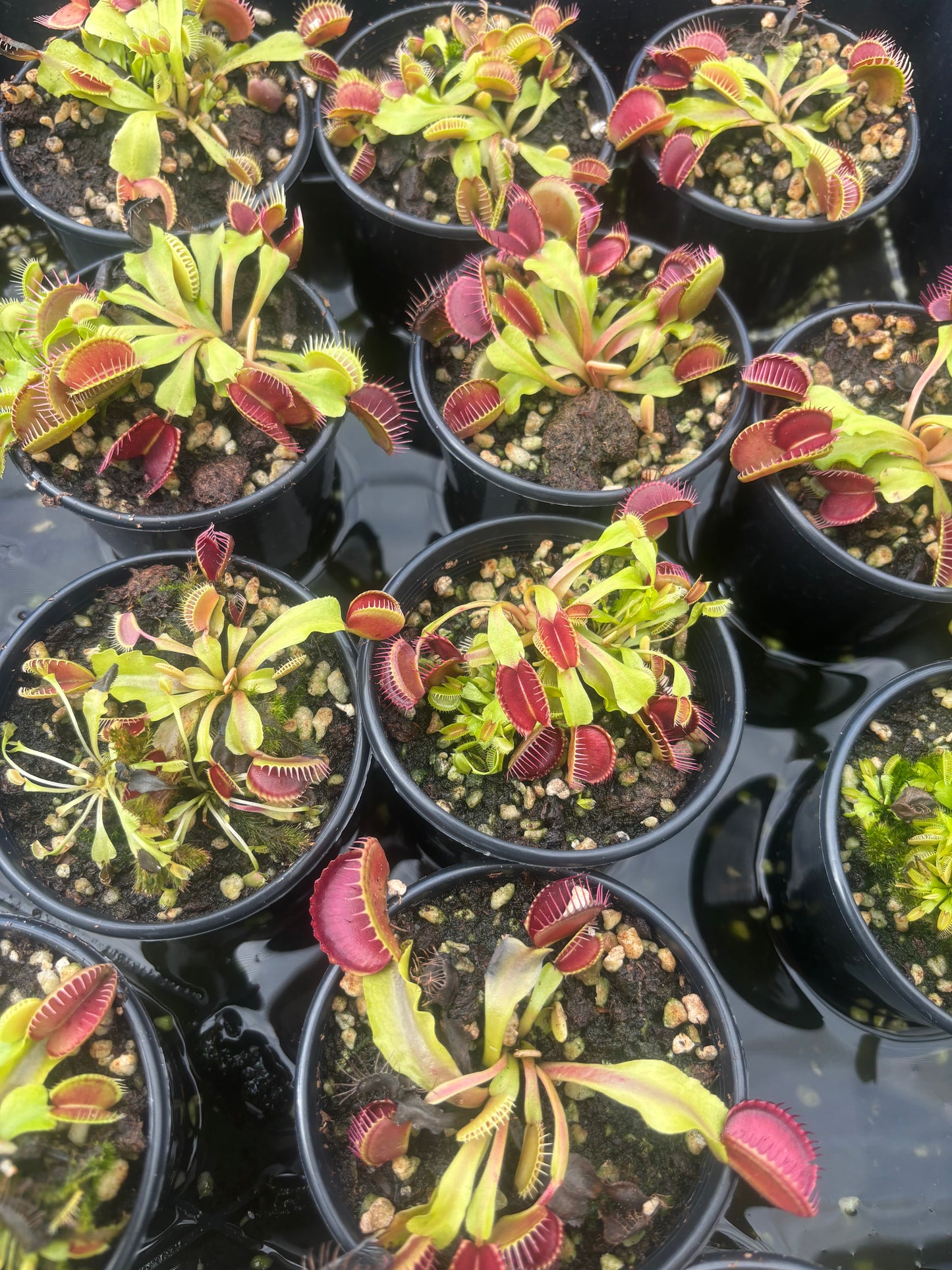 Dionaea muscipula Big Mouth