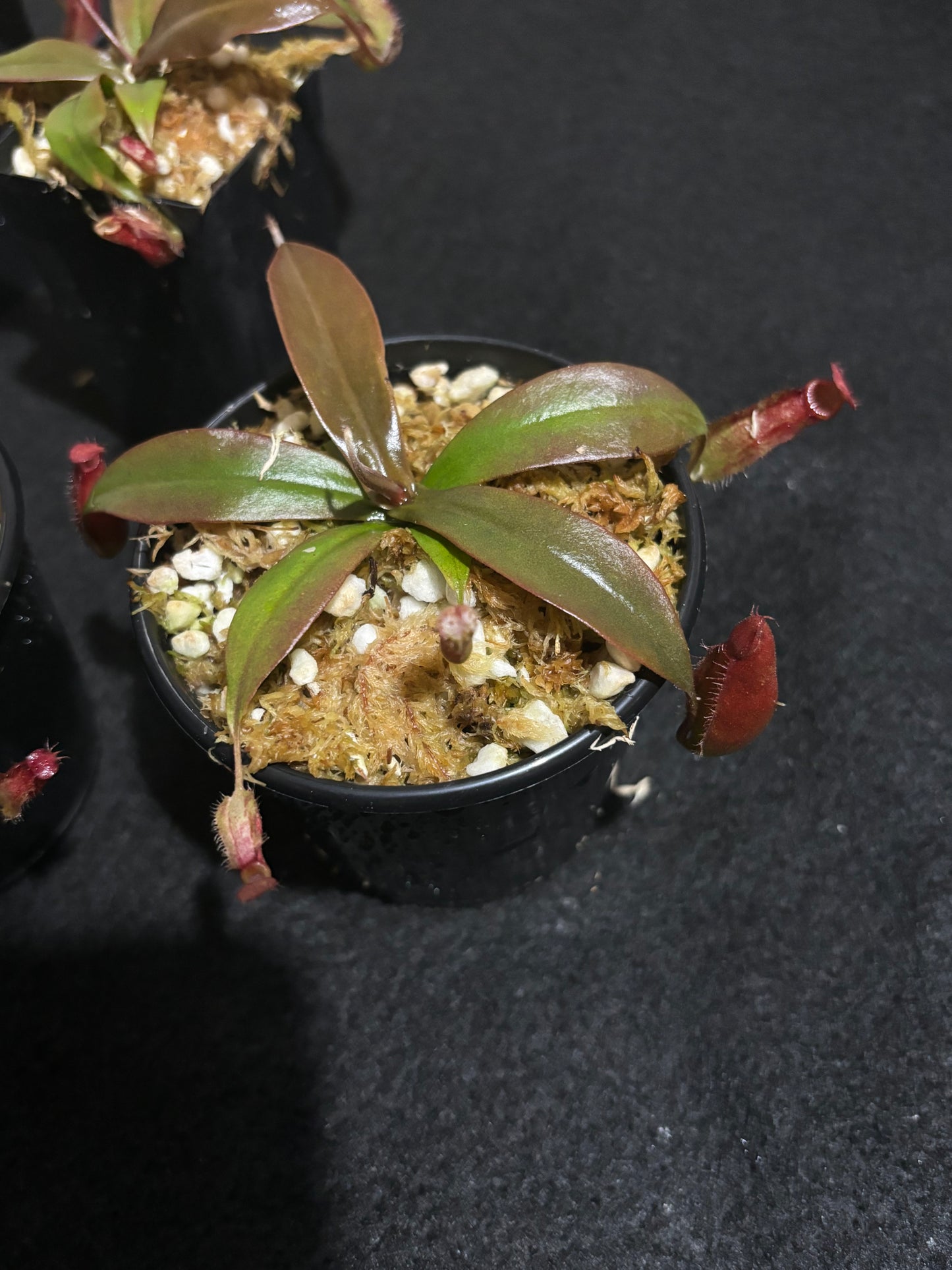 Nepenthes ampullaria x sibuyanensis 'Dark Secret'