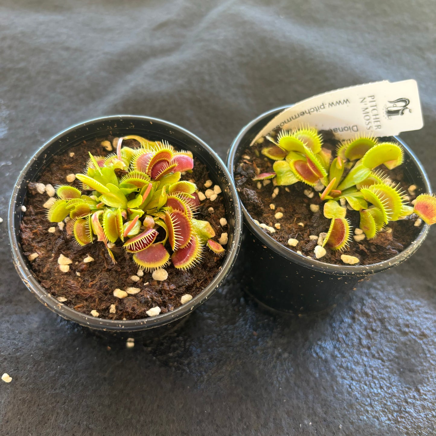 Dionaea muscipula Wine Mouth