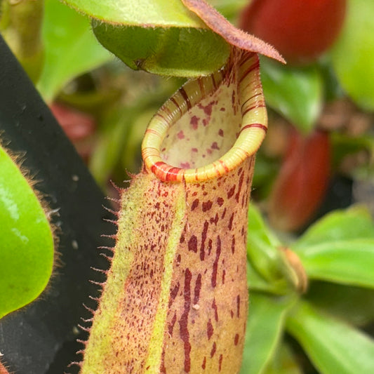 Nepenthes LVB x veitchii (K)