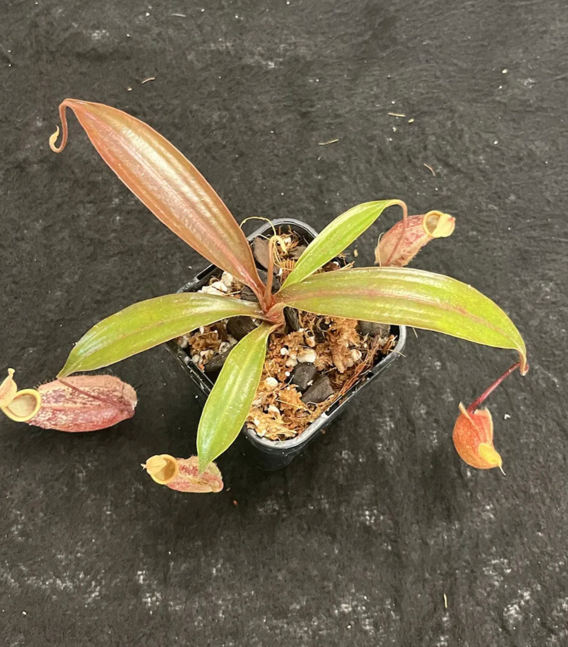 Nepenthes rafflesiana x sibuyanensis ‘Suki’