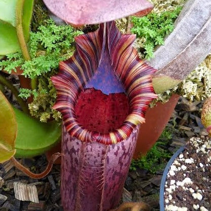 Nepenthes (veitchii x lowii) x spectabilis BE-3400