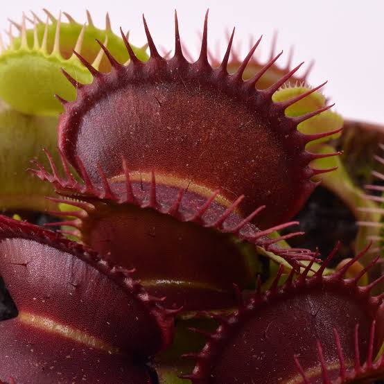 Dionaea muscipula quasar