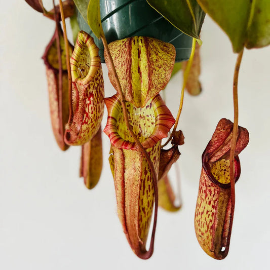 Nepenthes 'Miranda'
