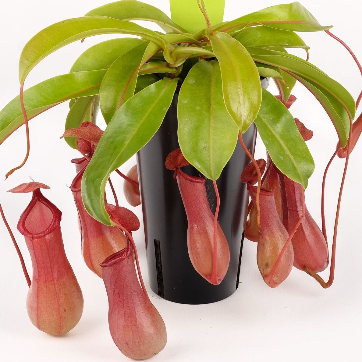 Nepenthes ventrata