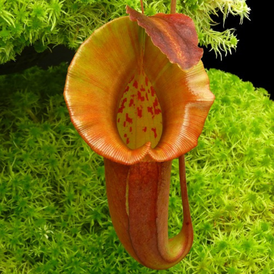 Nepenthes robcantleyi x jacquelineae BE-4028 – Pitcher N' Moss