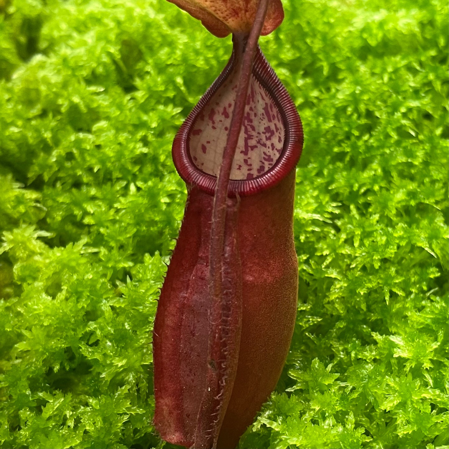 Nepenthes densiflora x mirabilis var. globosa BE-3656
