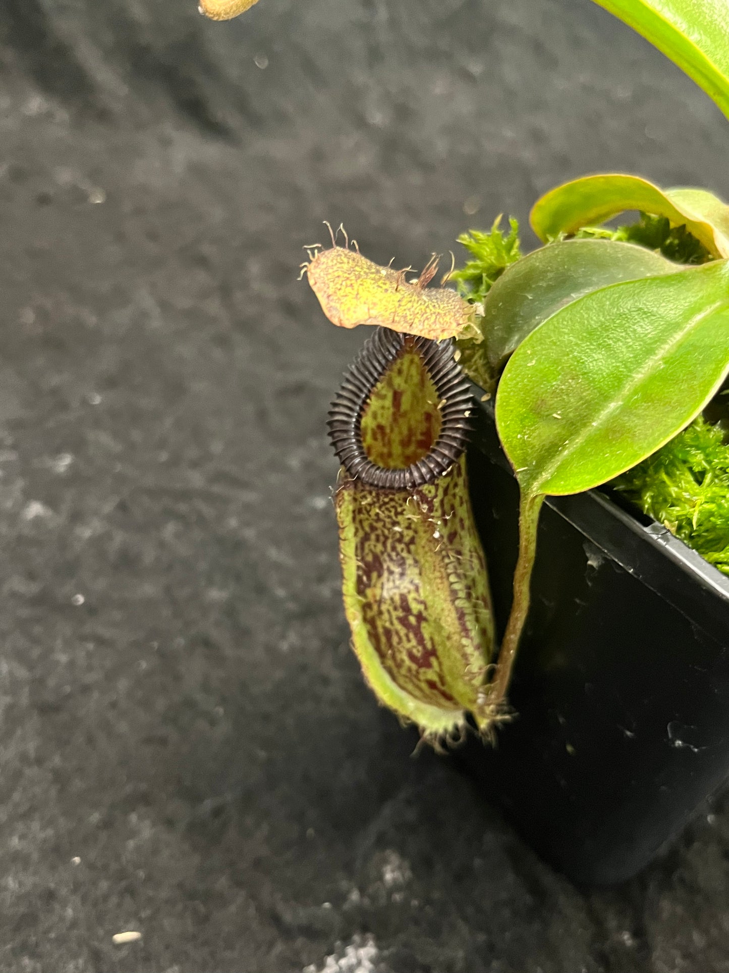 Nepenthes robcantleyi x hamata BE-3958