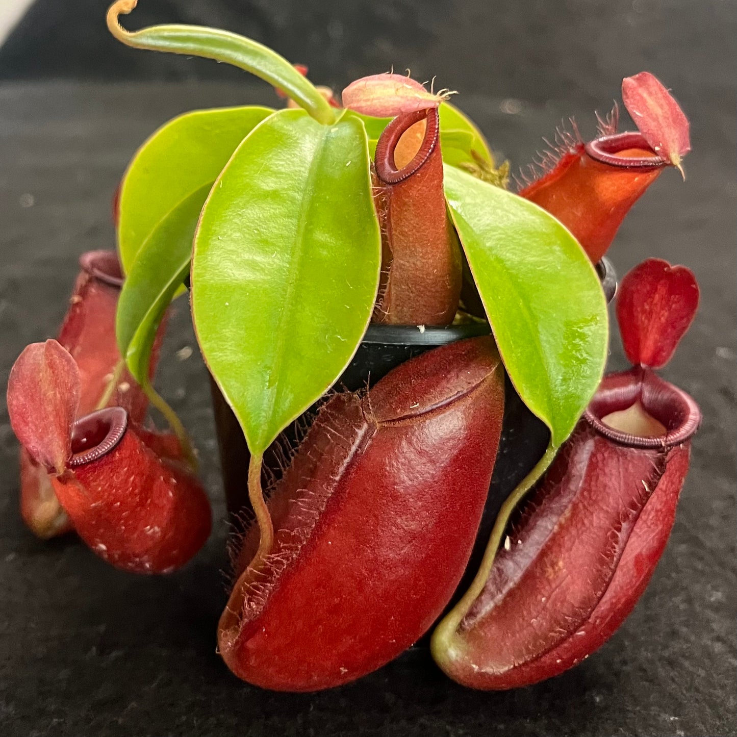 Nepenthes ampullaria x (sibuyanensis x ventricosa) ‘Diana’