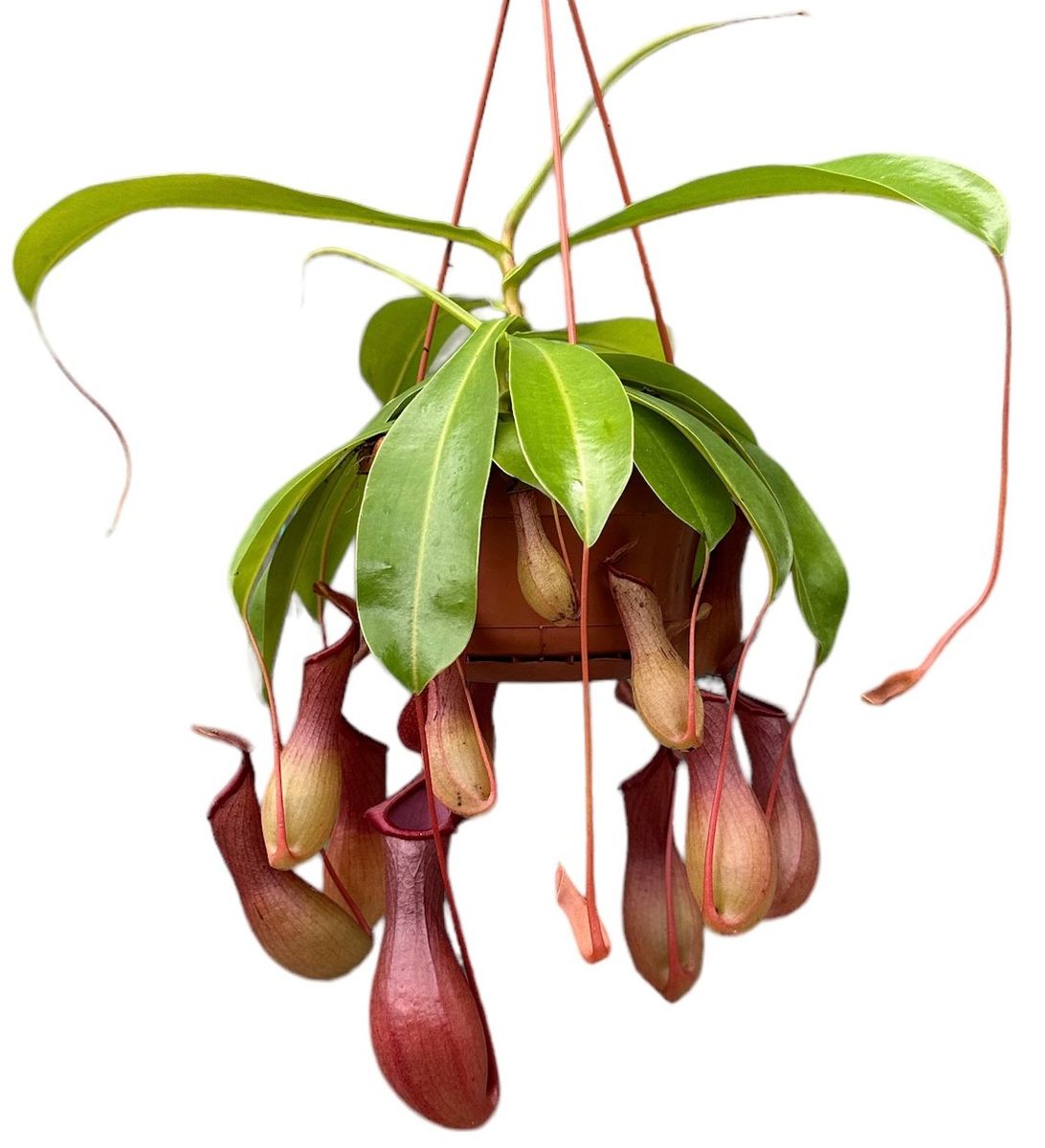 Nepenthes ventrata