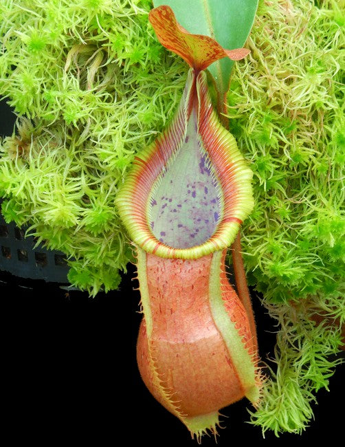 Nepenthes hamata x veitchii BE-4086