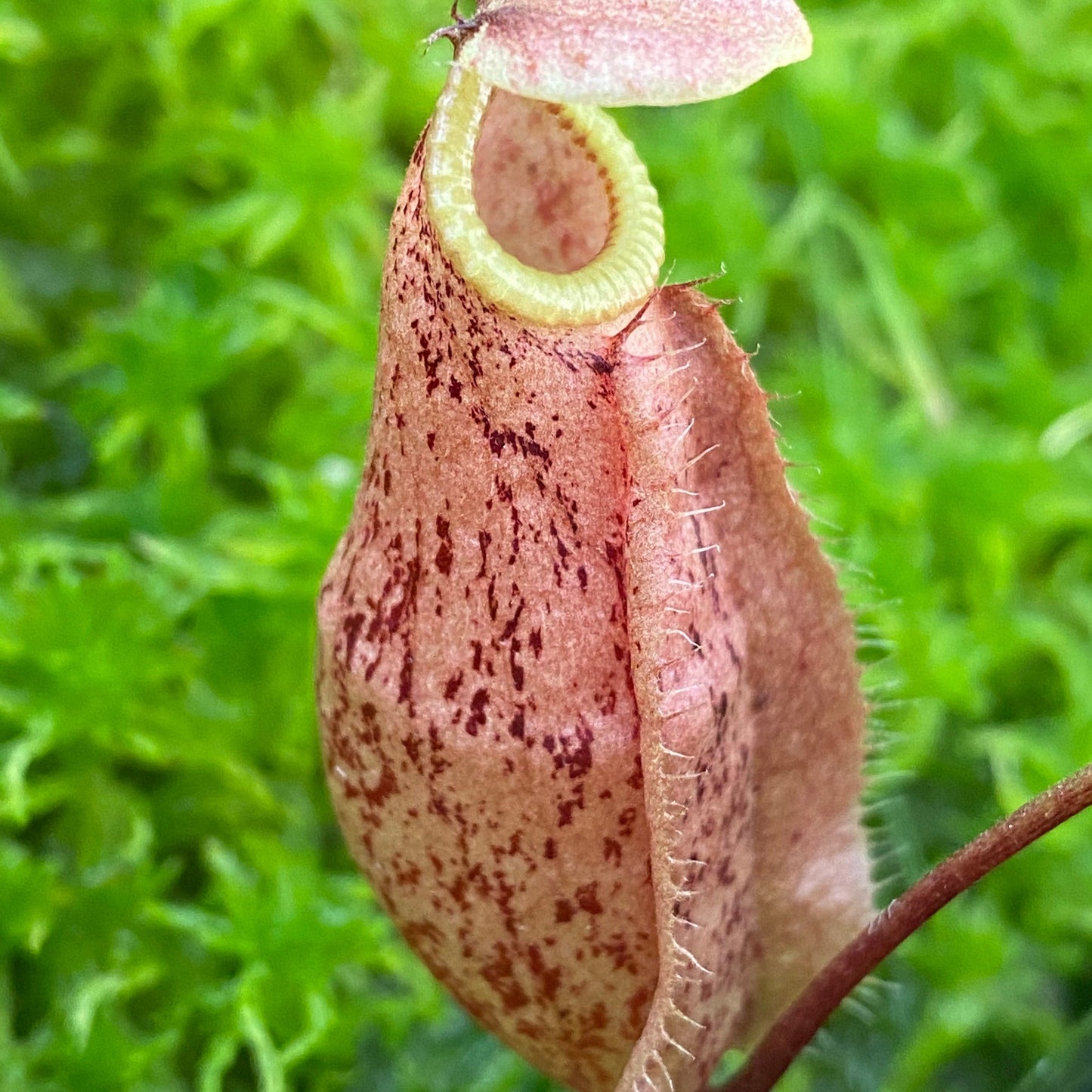 Nepenthes rafflesiana x sibuyanensis ‘Suki’