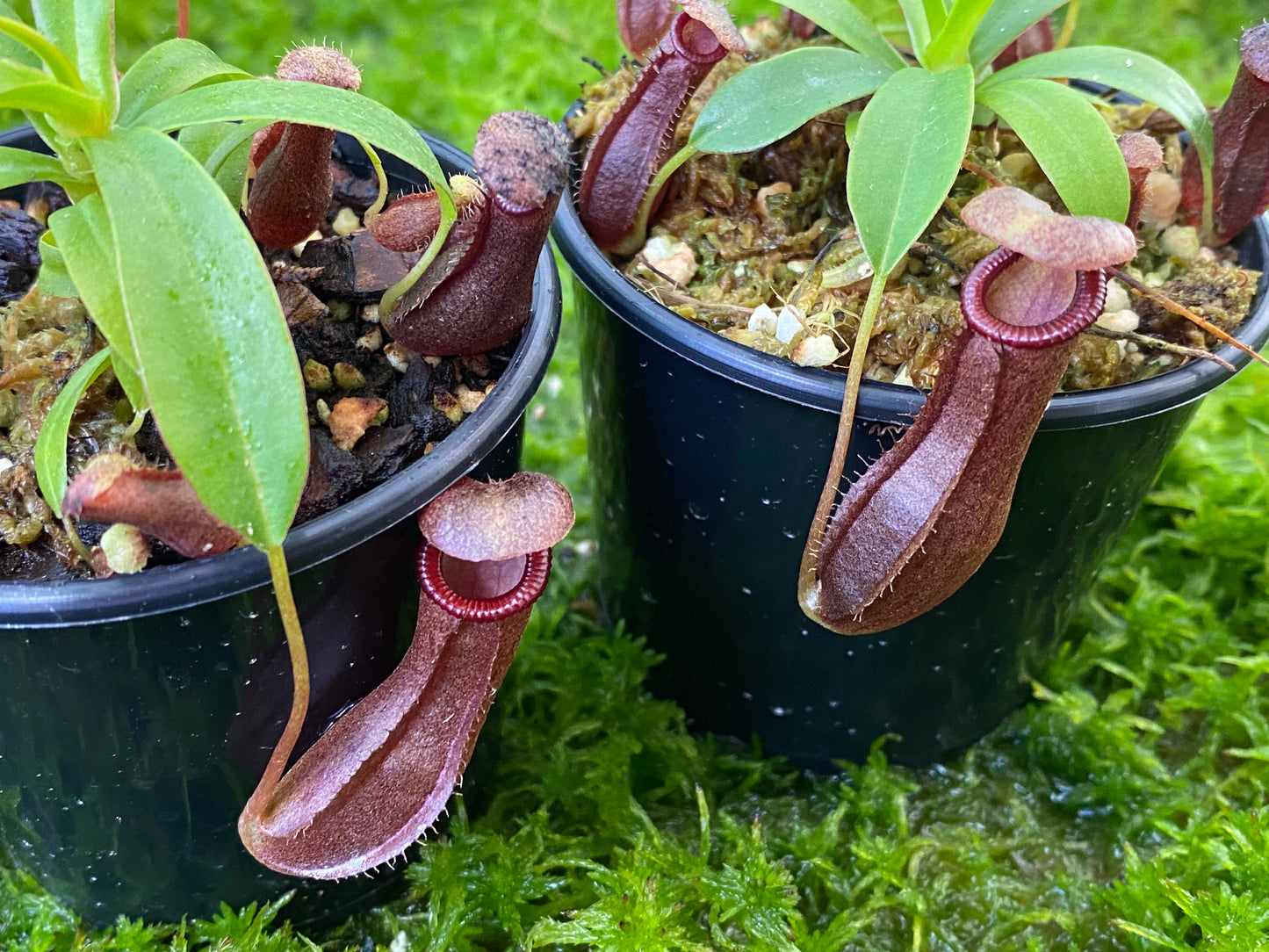 Nepenthes singalana x ventricosa 'Bill Bailey'