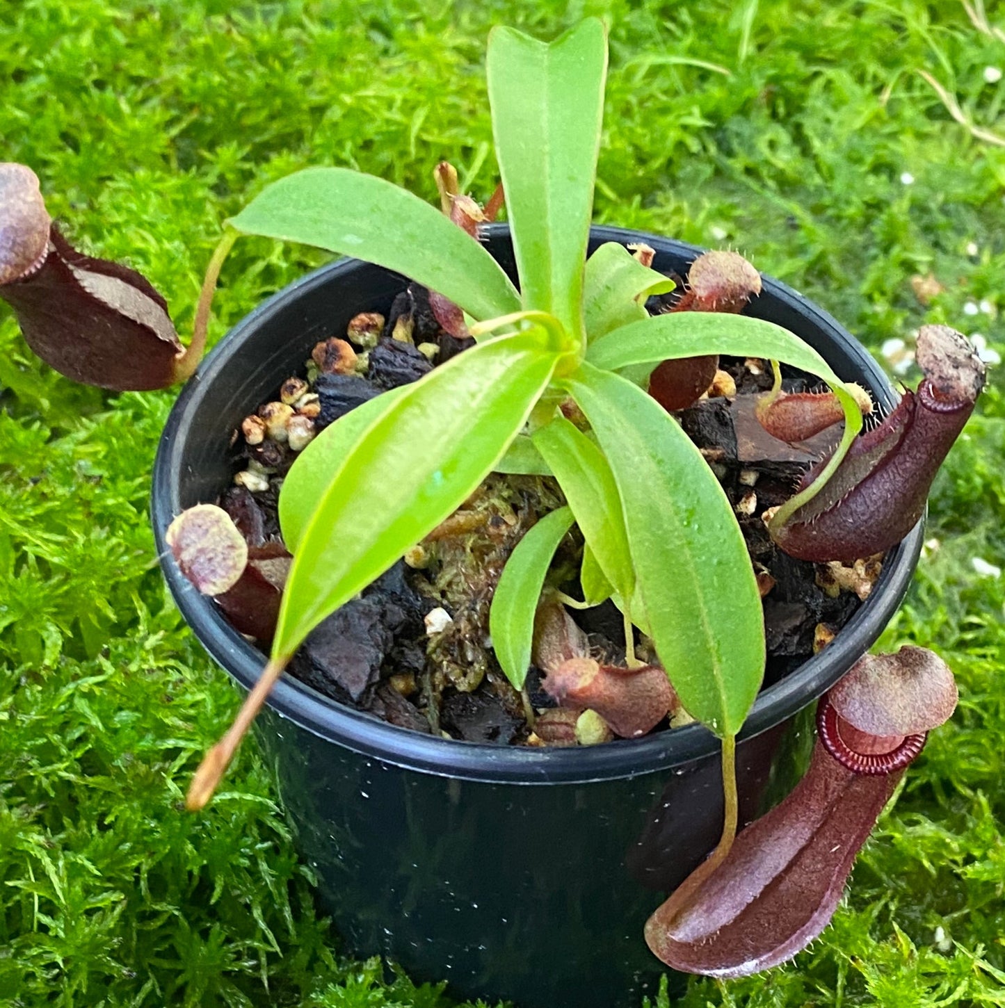 Nepenthes singalana x ventricosa 'Bill Bailey'