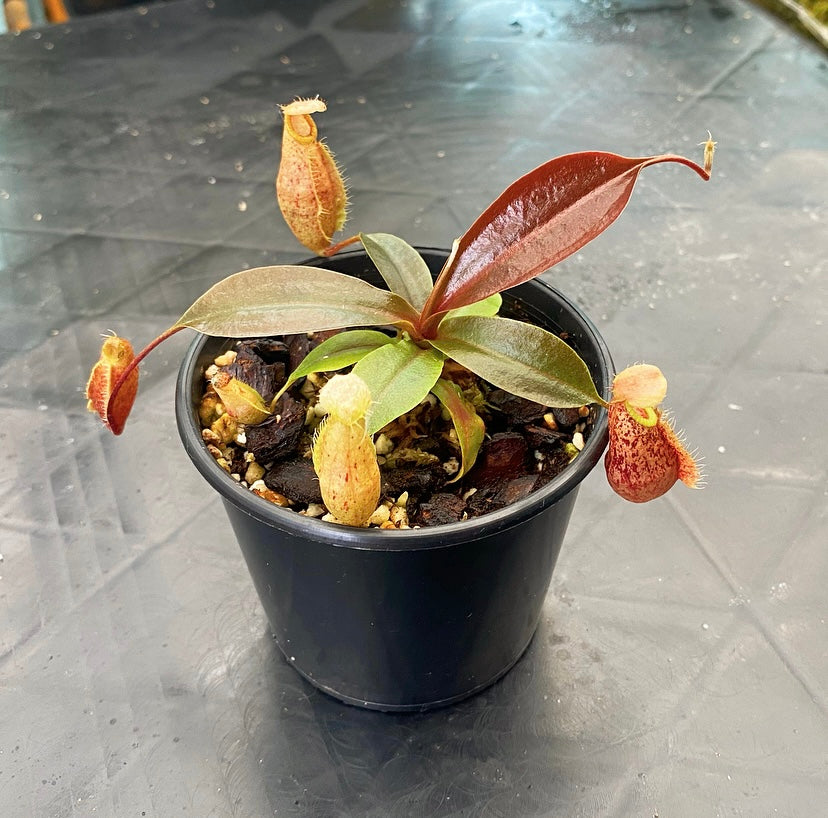 Nepenthes rafflesiana x sibuyanensis ‘Suki’
