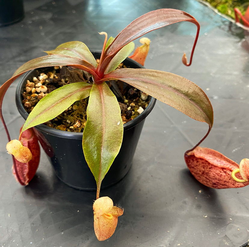 Nepenthes rafflesiana x sibuyanensis ‘Suki’