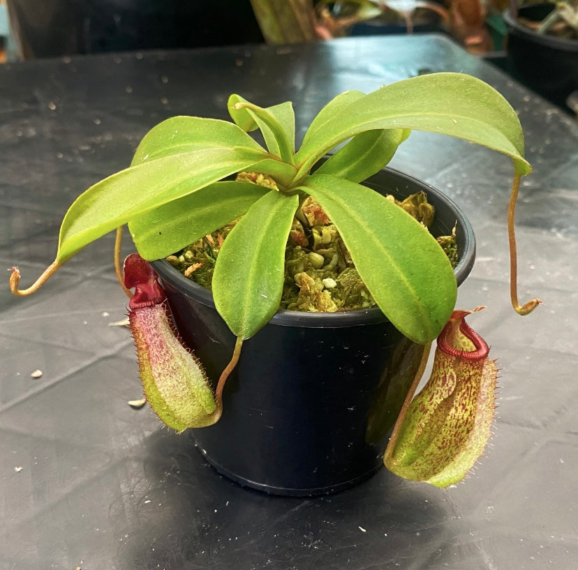 Nepenthes ventricosa x (maxima x talangensis) ‘Mimi's Kiss’