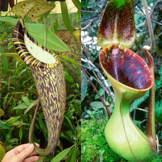 Nepenthes spectabilis x lowii BE-4524
