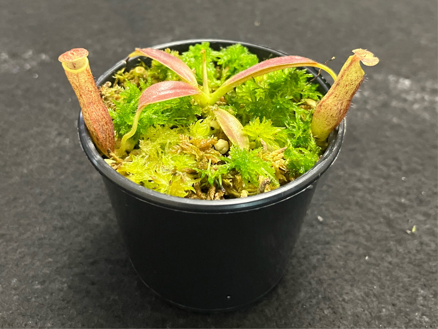 Nepenthes eymae BE-3736