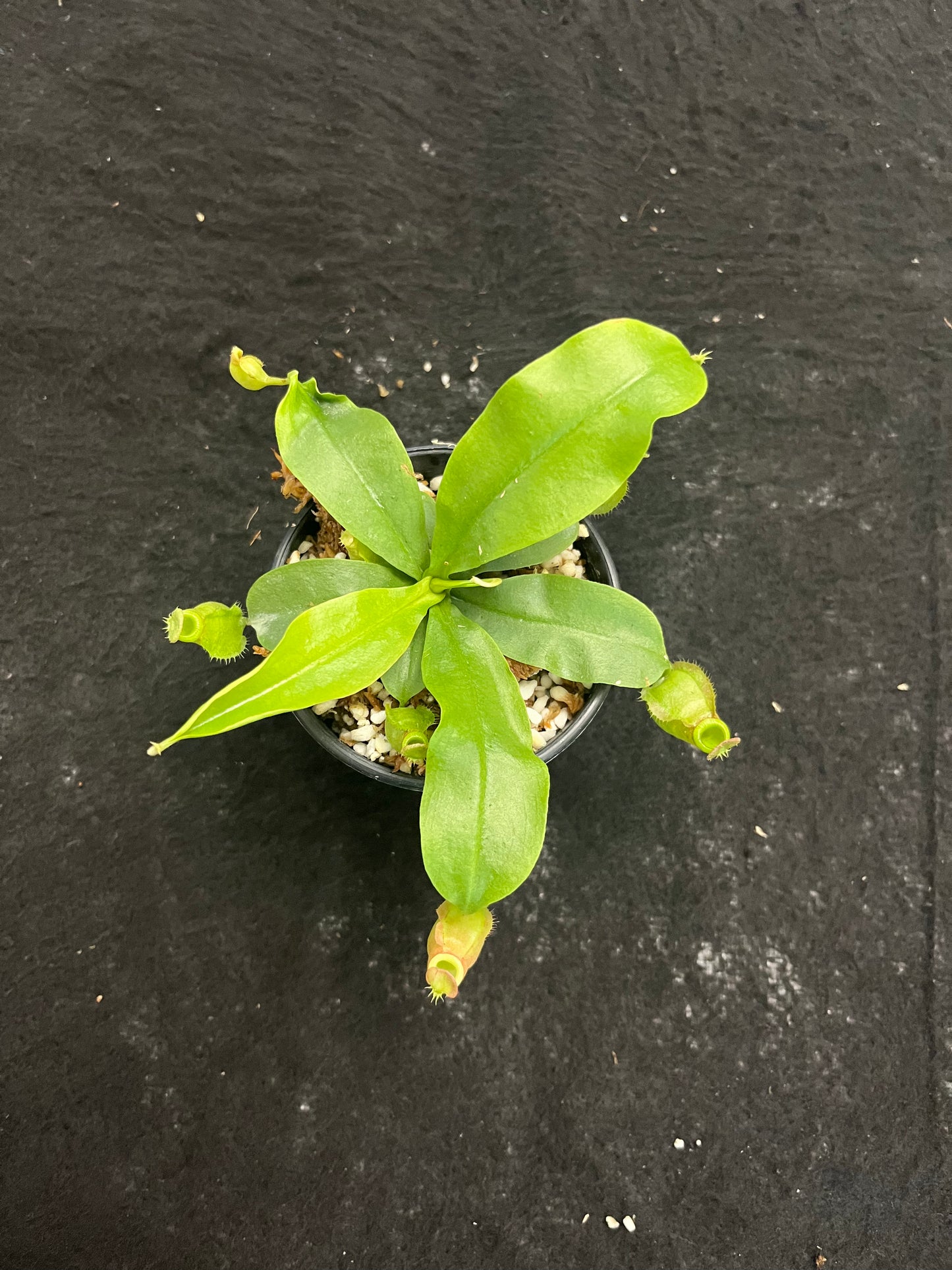 Nepenthes (viking x ampullaria red stripped) x (viking x bicalcarata) SG