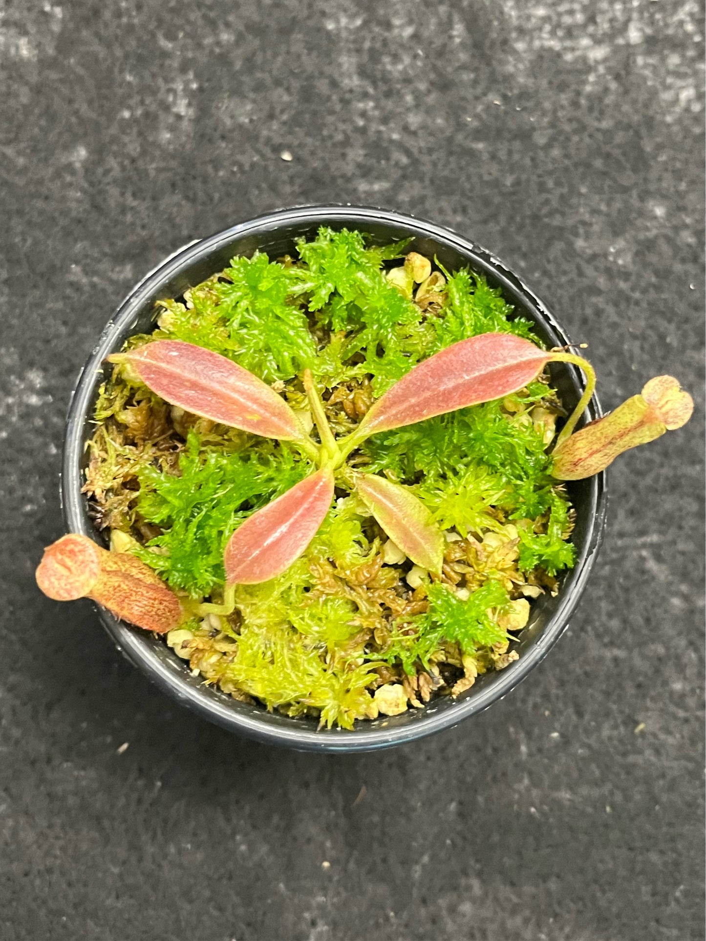 Nepenthes eymae BE-3736