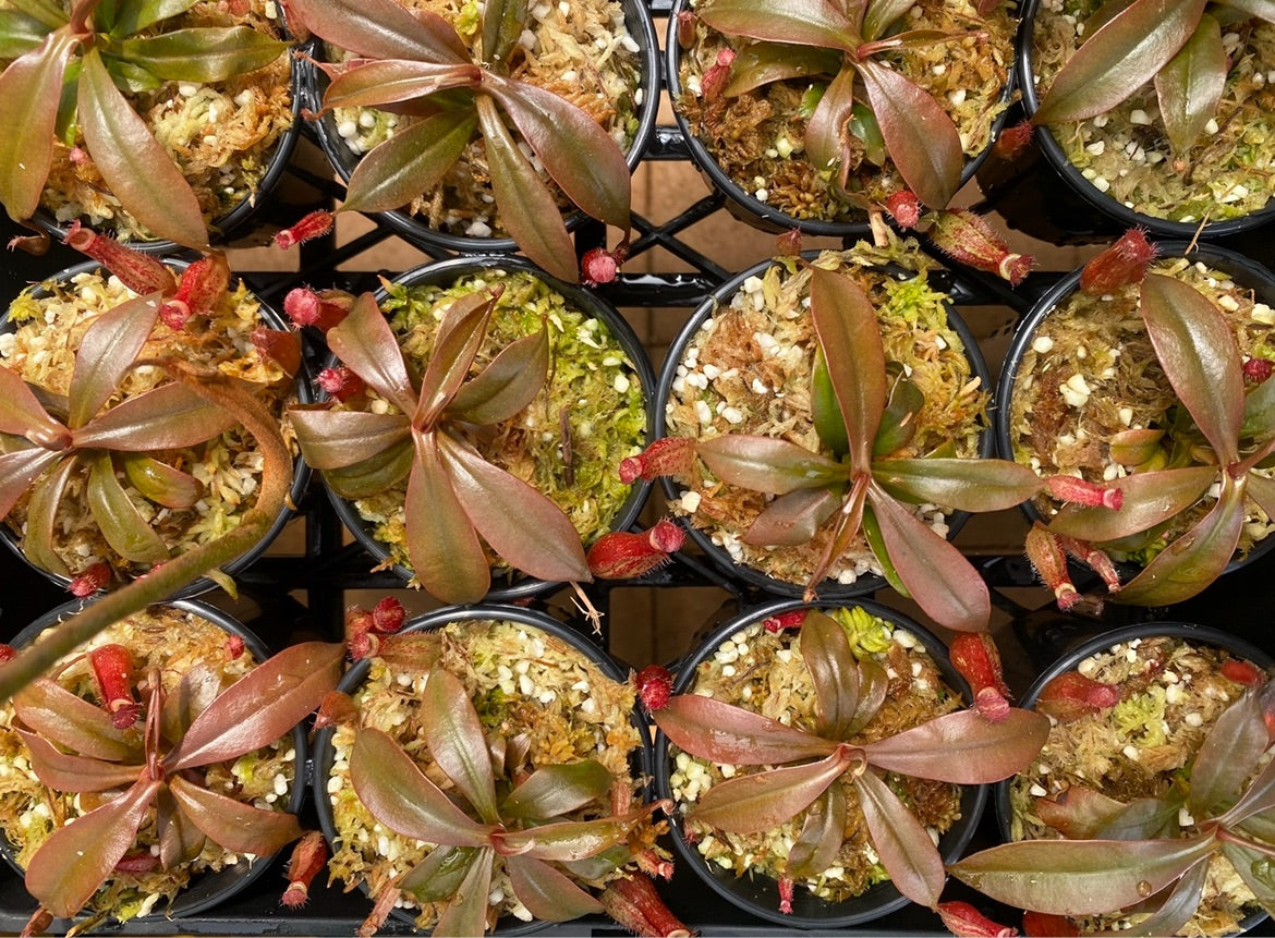 Nepenthes ampullaria x ventricosa "Bloody Mary”