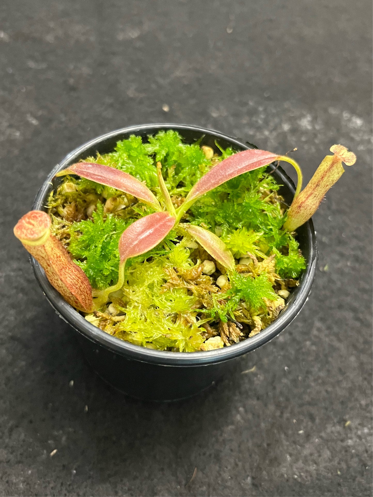 Nepenthes eymae BE-3736