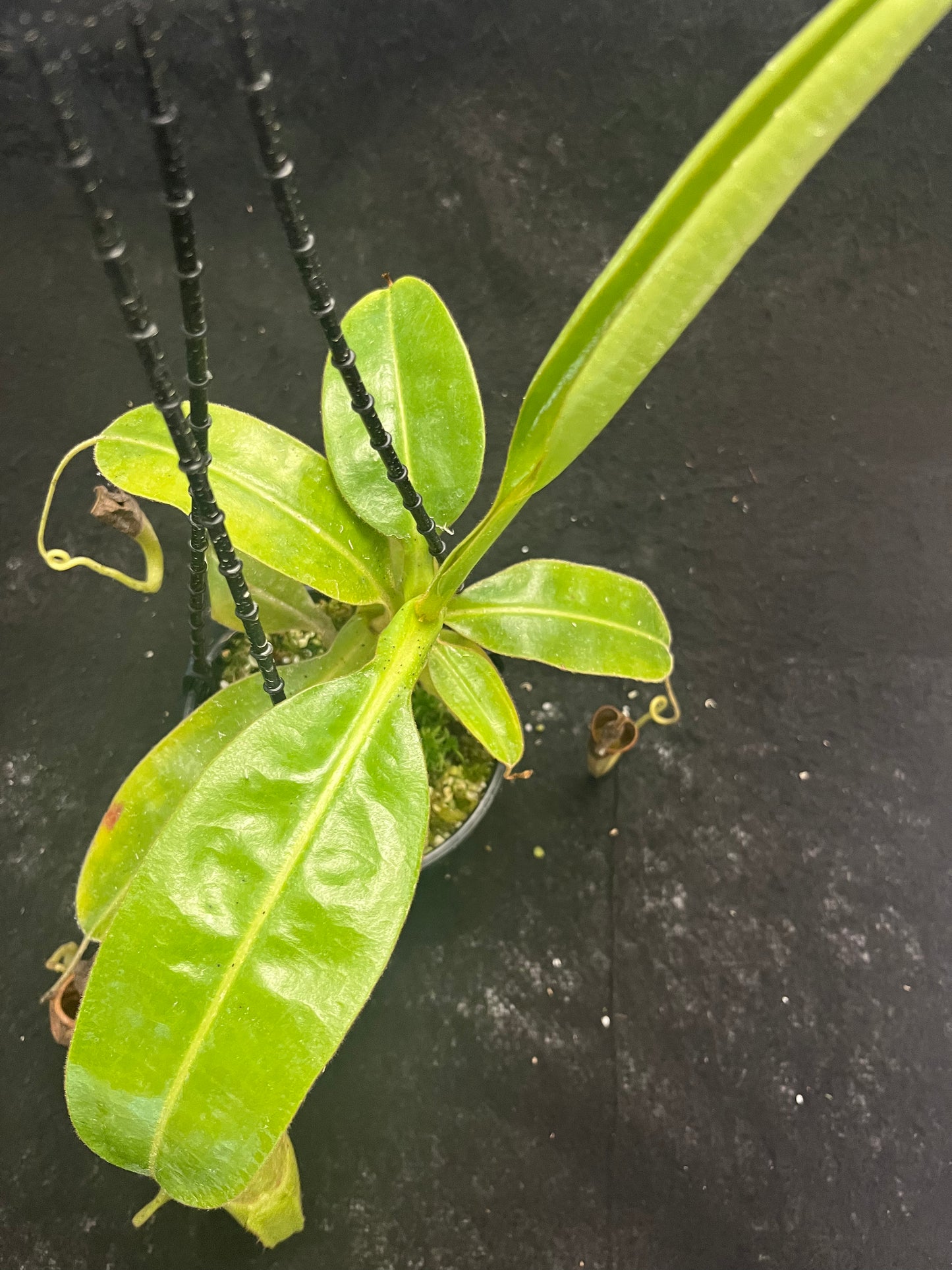 Nepenthes glandulifera x maxima