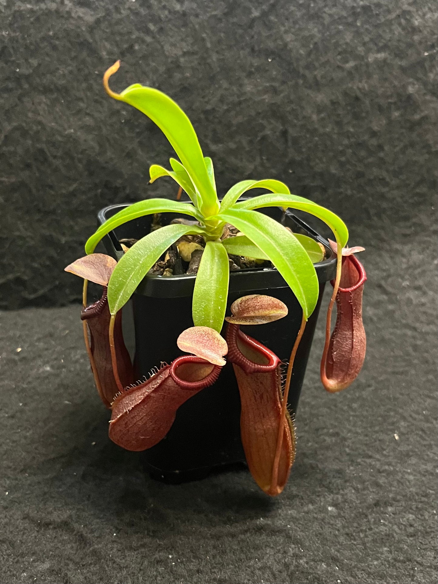 Nepenthes singalana x ventricosa 'Bill Bailey'