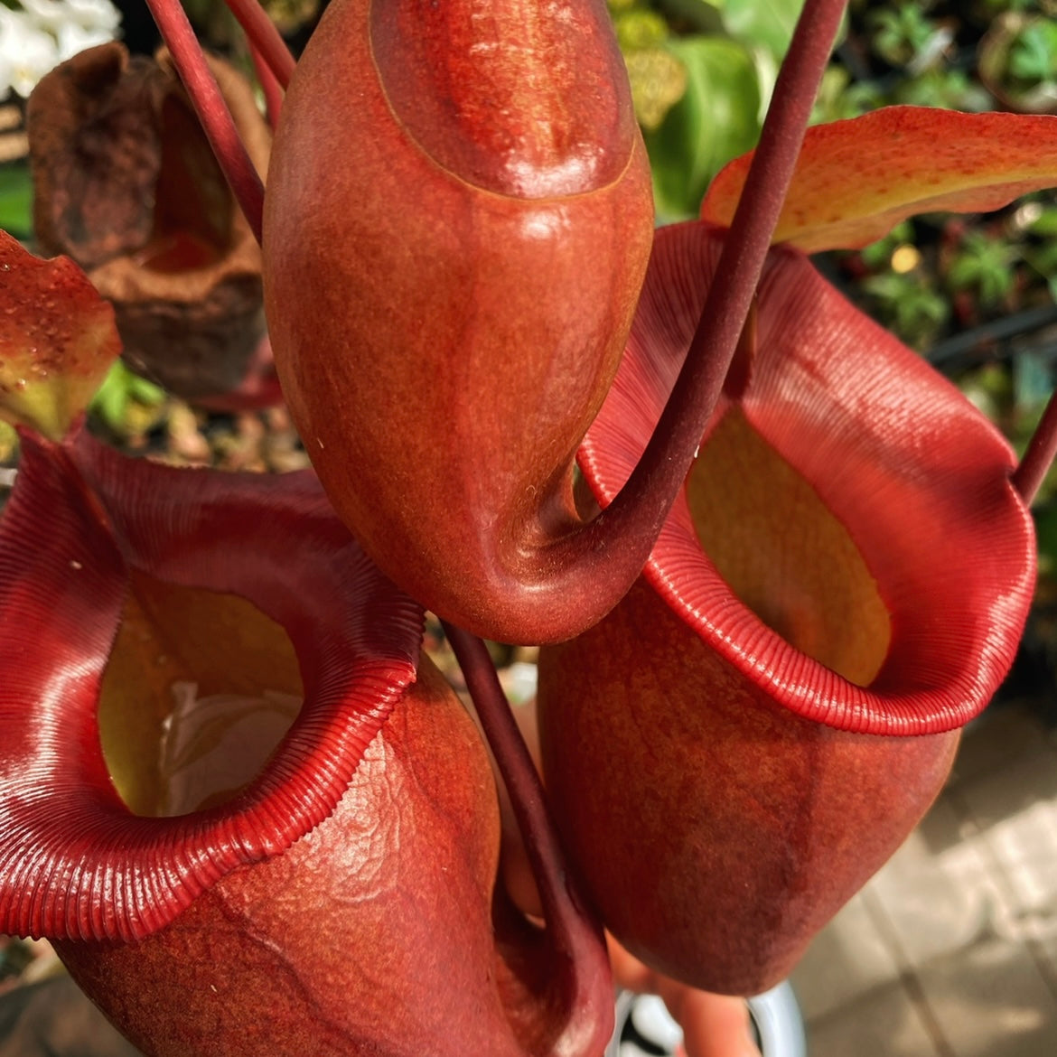 Nepenthes (sibuyanensis x ventricosa) x jacquelineae