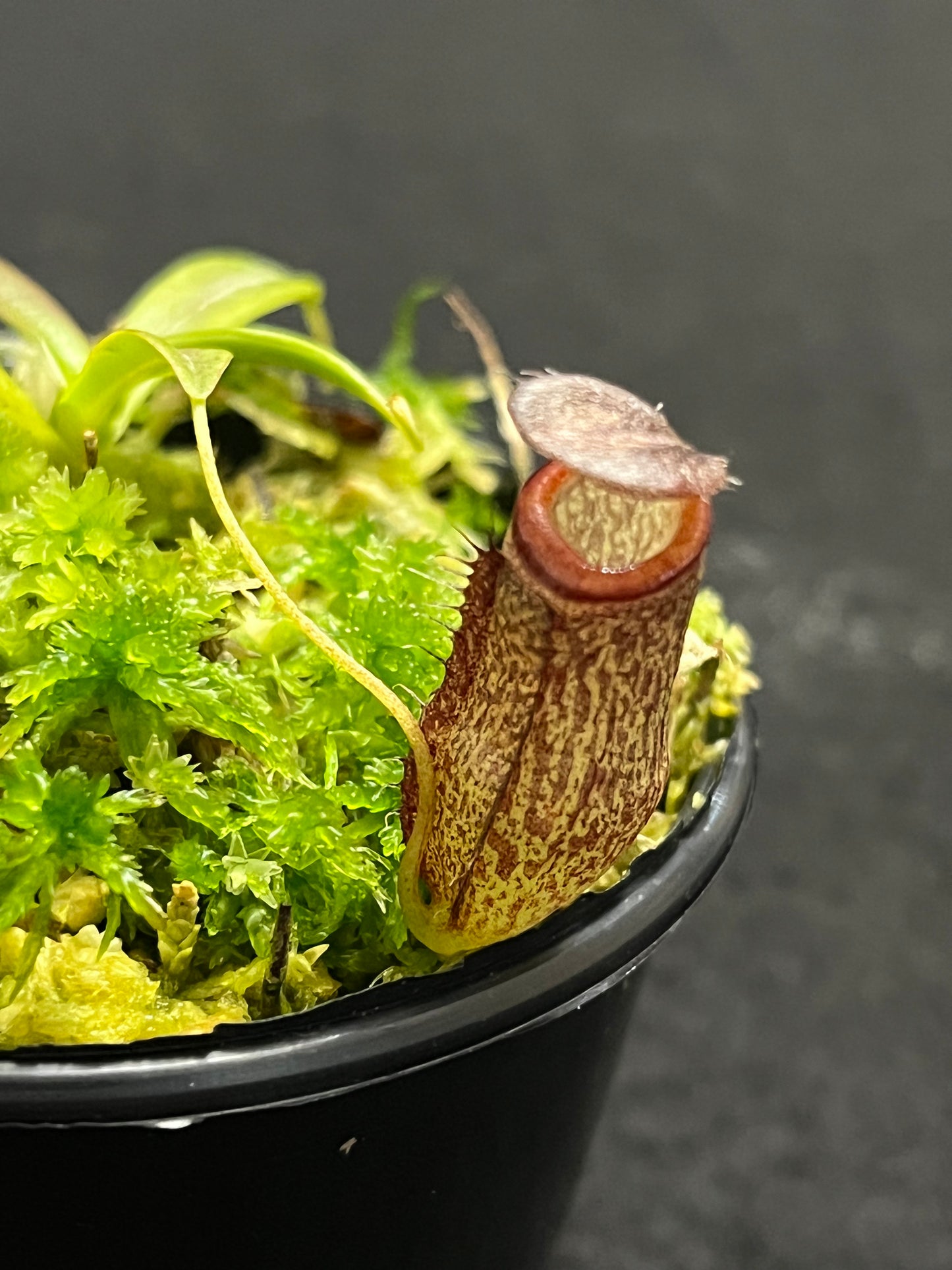 Nepenthes (hamata x glabrata) x tenuis