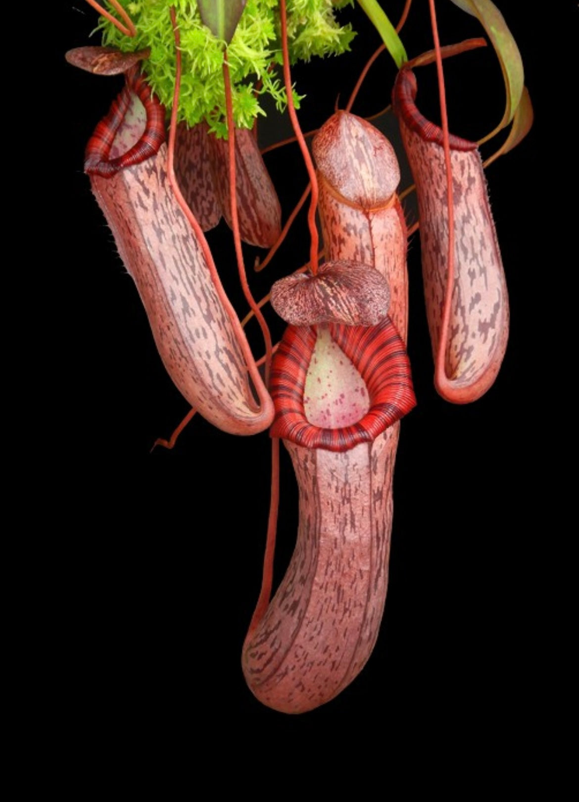 Nepenthes spectabilis x ventricosa
