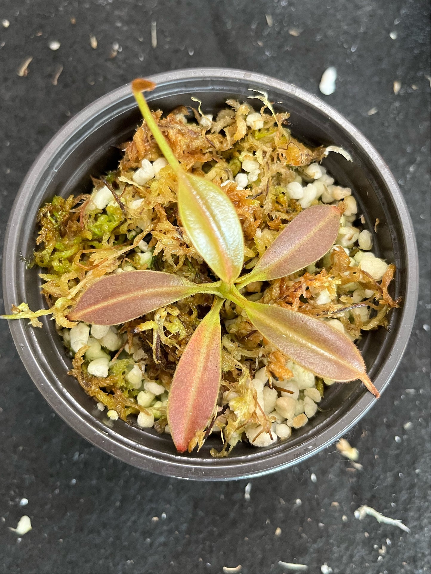 Nepenthes eymae BE-3736