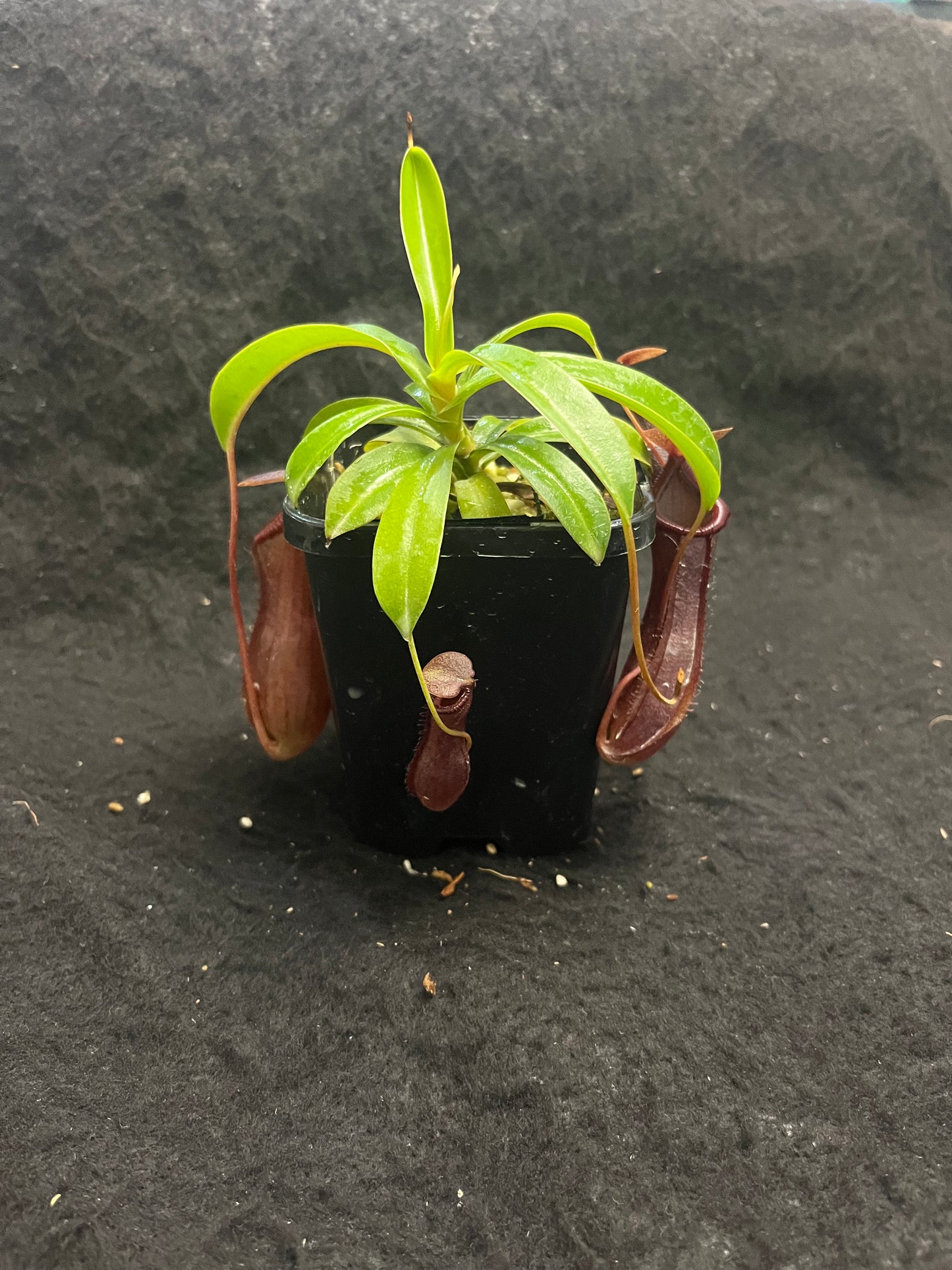 Nepenthes singalana x ventricosa 'Bill Bailey'