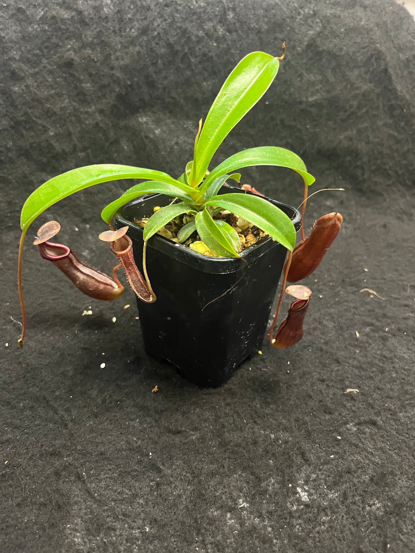 Nepenthes singalana x ventricosa 'Bill Bailey'