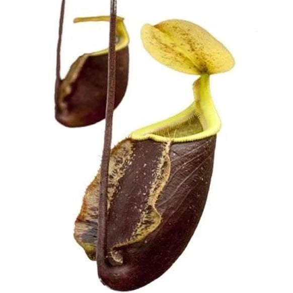 Nepenthes rafflesiana x sibuyanensis ‘Suki’