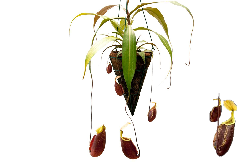 Nepenthes rafflesiana x sibuyanensis ‘Suki’