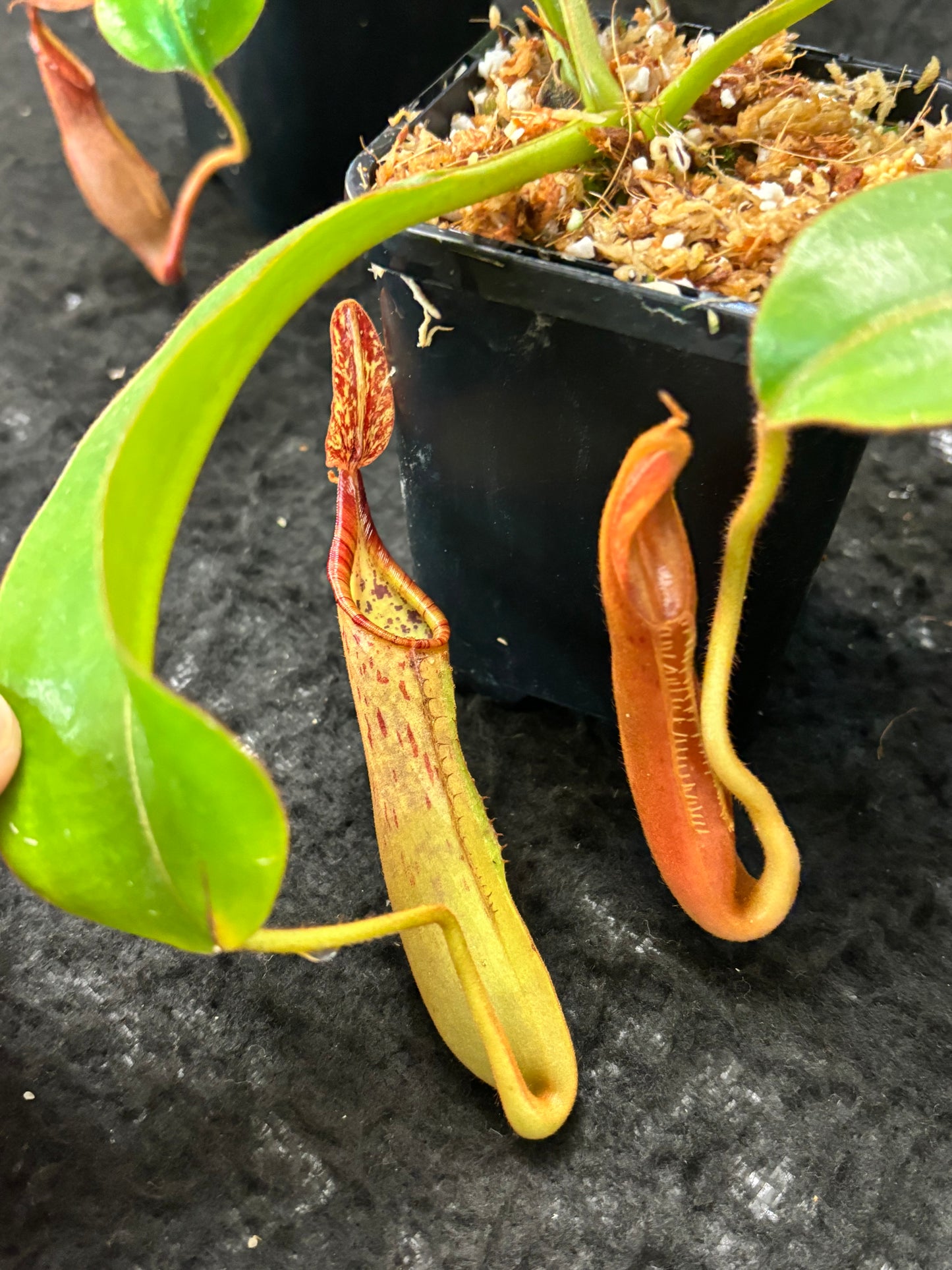 Nepenthes epiphytica x veitchii (striped peristome) SG