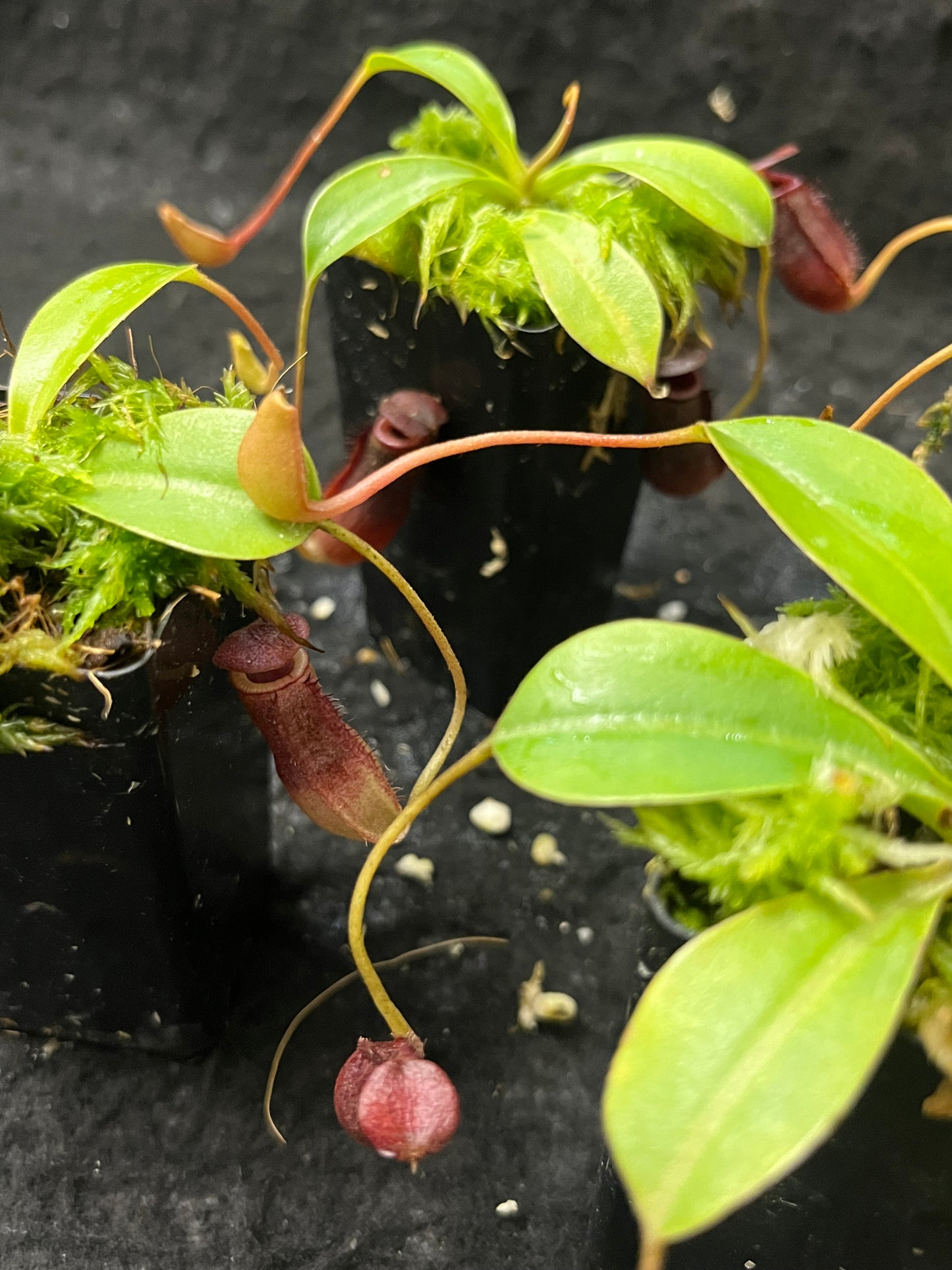 Nepenthes sibuyanensis x lowii BE-4504