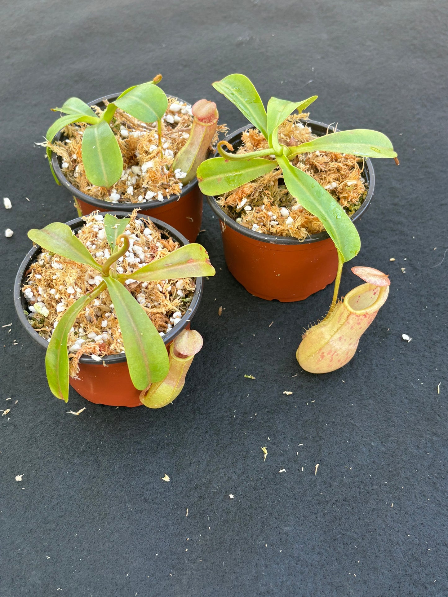 Nepenthes burkei x veitchii BE-4608