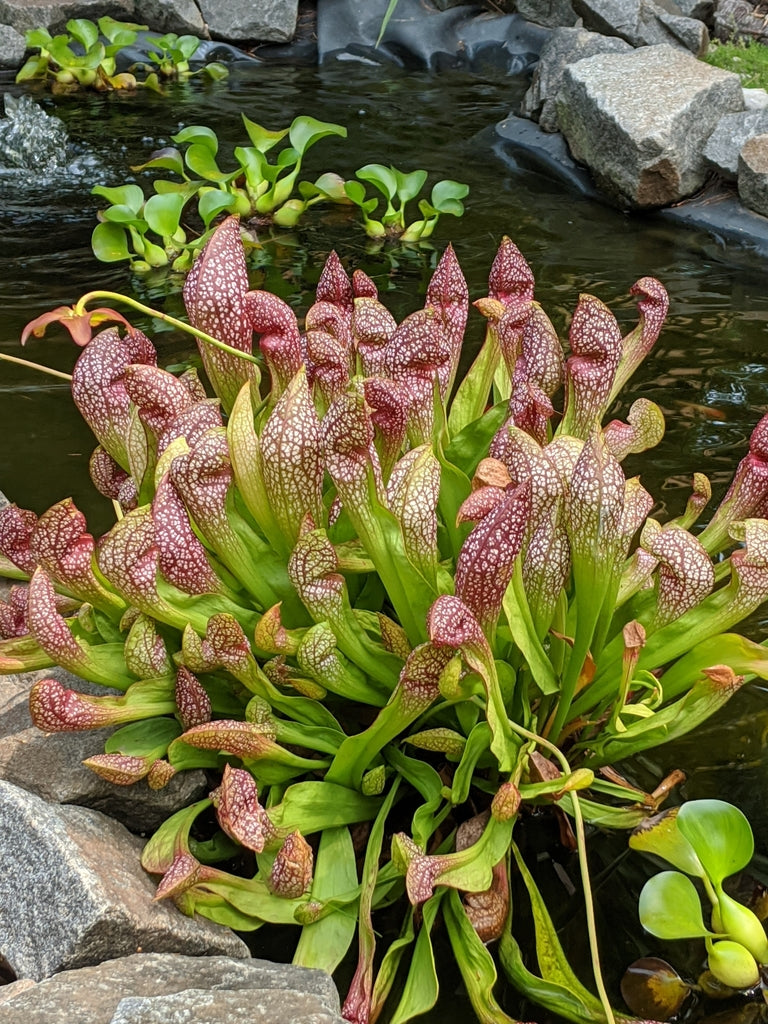 Sarracenia x Wrigleyana